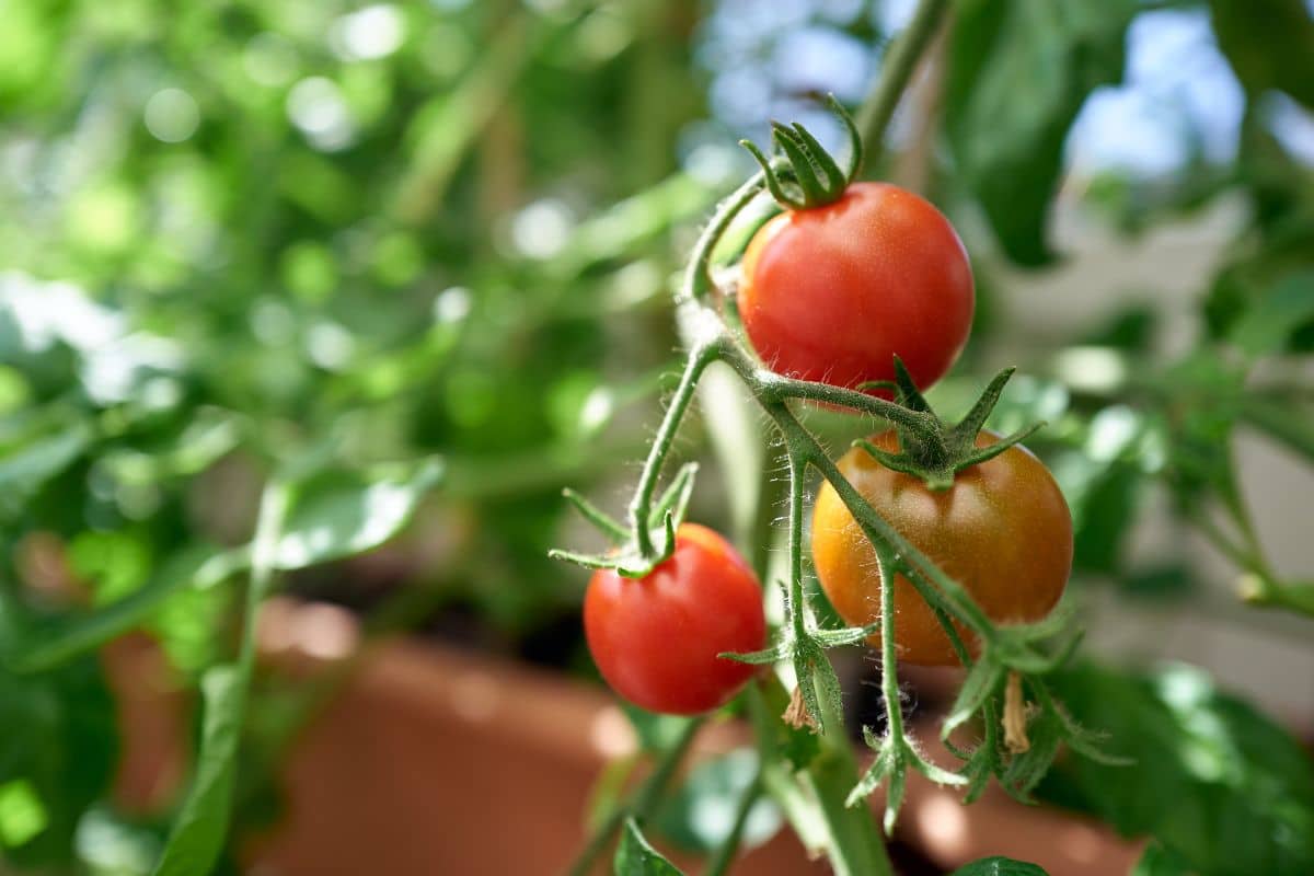 coltivare pomodori senza acqua.jpg