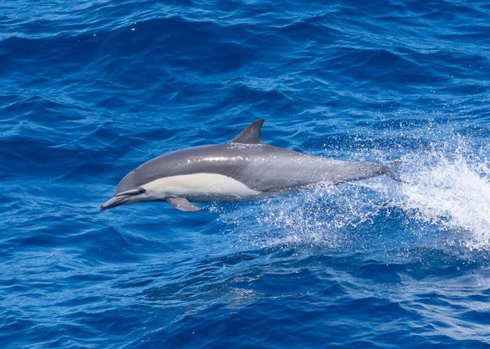 common dolphin speaking porpoise m.jpg