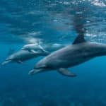 delfini tursiopi.jpg