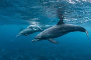 delfini tursiopi.jpg