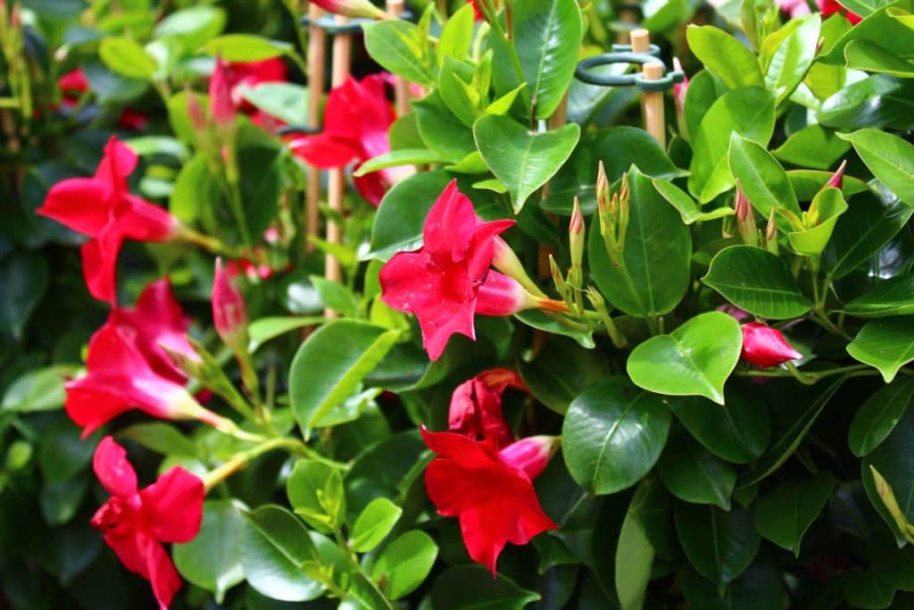 dipladenia.jpg