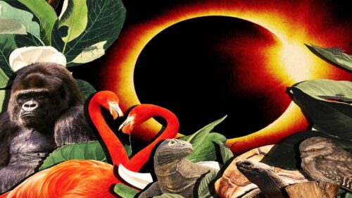 eclipseanimals v2 1 500x281.jpg