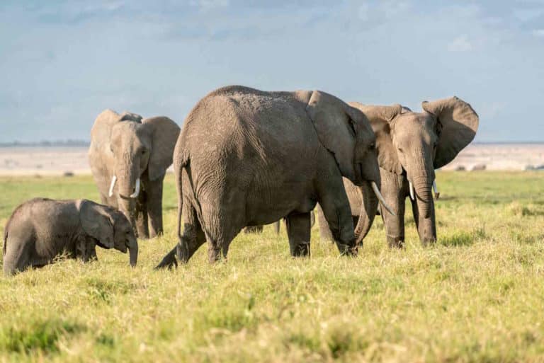 elefanti africani.jpg