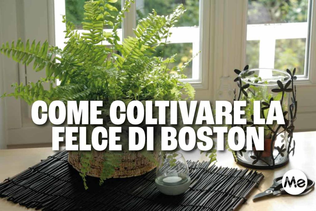 felce boston.jpg