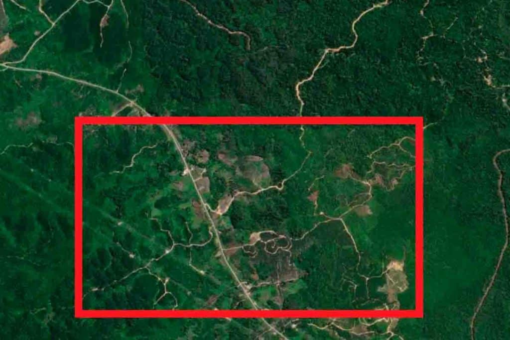 foreste pluviali 1.jpg