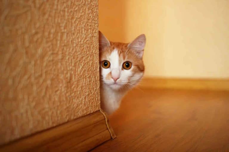 gatto.jpg