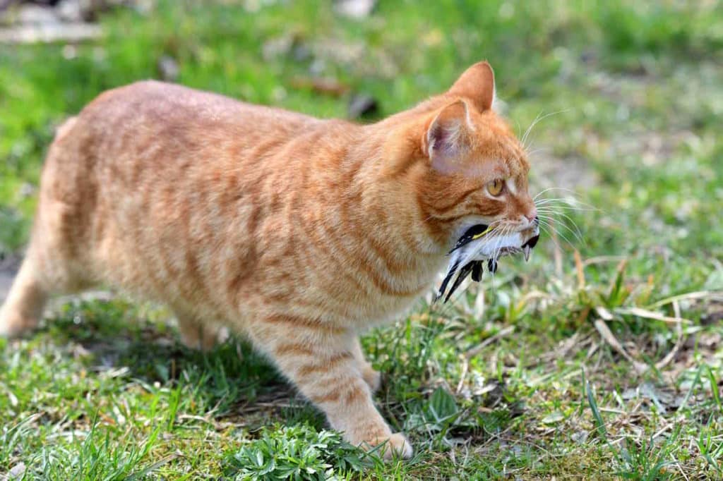 gatto preda.jpg