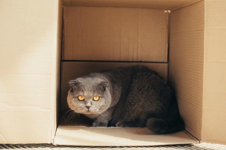 gatto scatola.jpg
