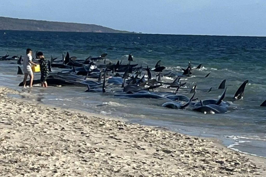 globicefali spiaggiati australia.jpeg