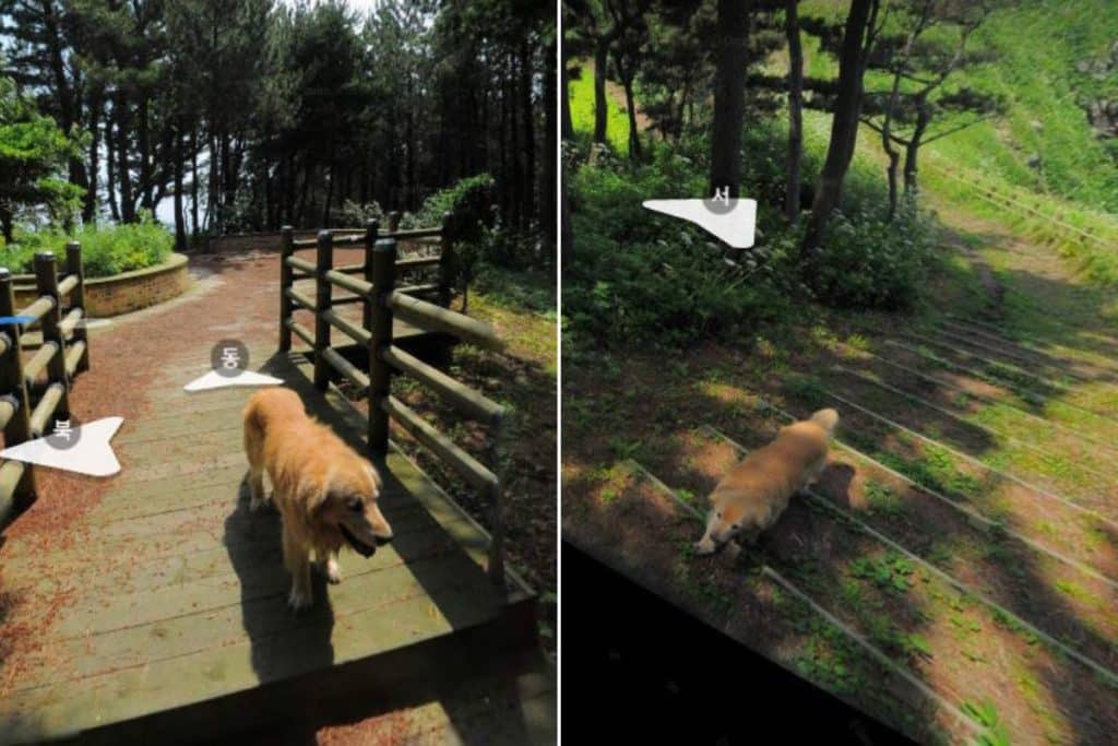 golden retriever corea.jpg