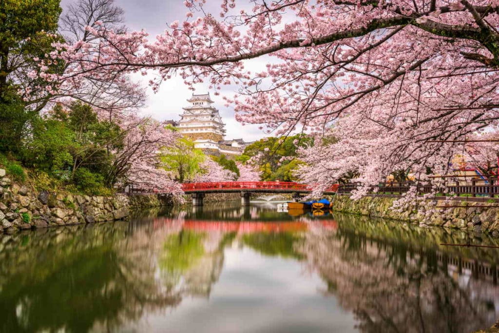 hanami giappone.jpg