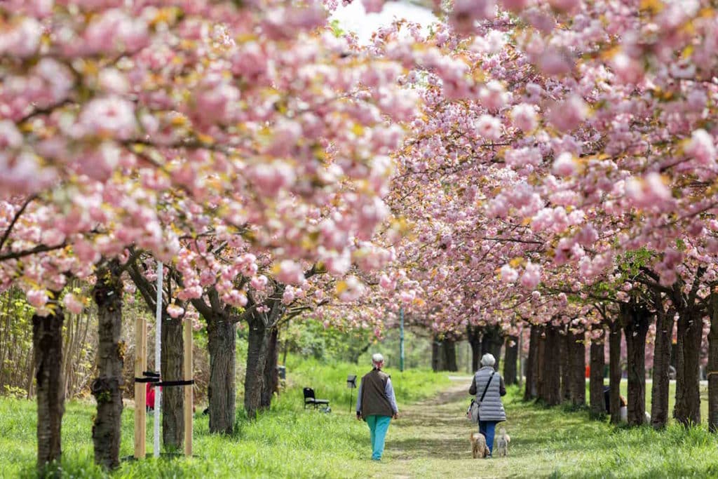 hanami berlino.jpg