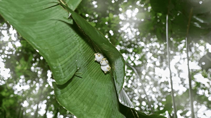 honduran white bats tent m.png