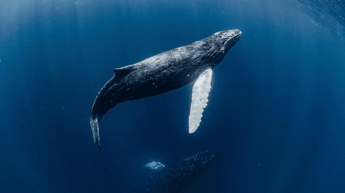humpback whale m.png