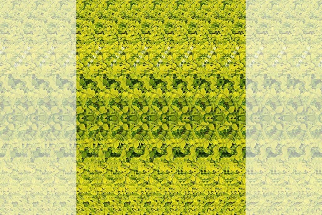 illusione ottica giraffa.jpg