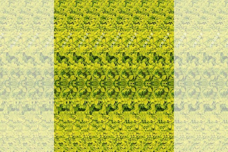illusione ottica giraffa.jpg