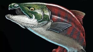 illustration prehistoric spike toothed salmon 1 500x281.jpg