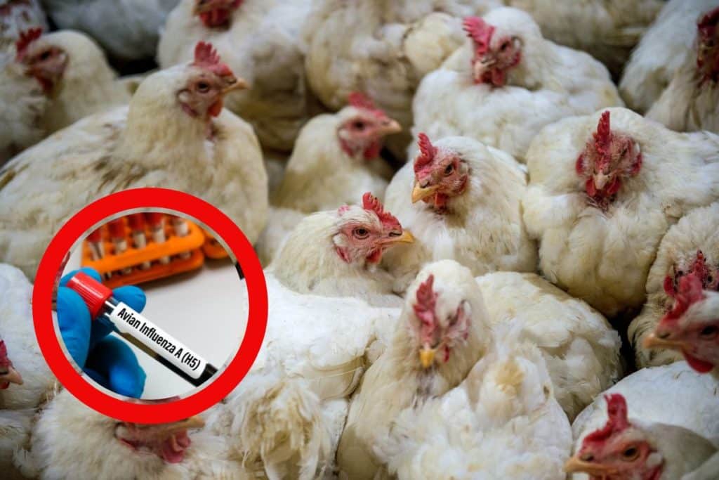 influenza aviaria.jpg