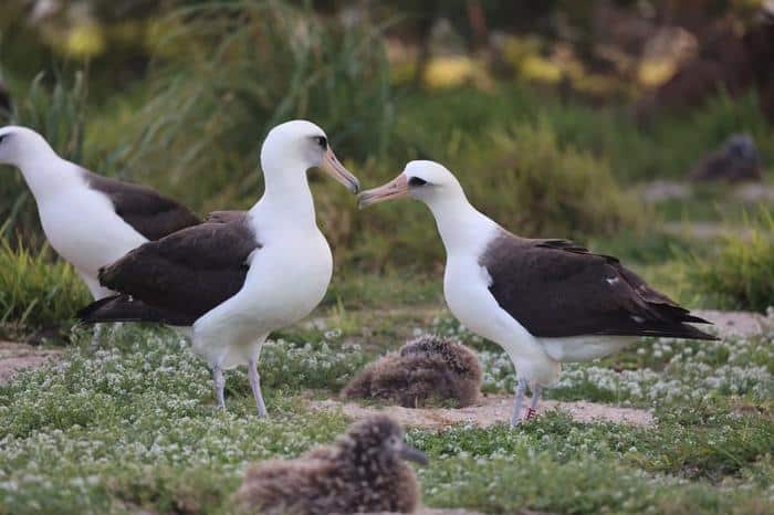 laysan albatross m.jpg