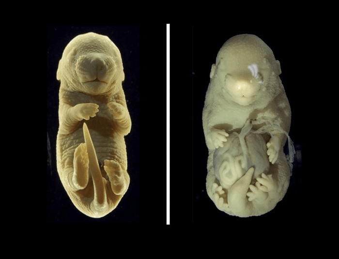 mouse embryo with six legs and no genitals m.png