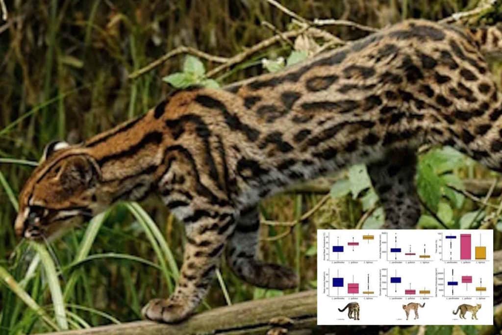 nuova specie gatto tigre.jpg