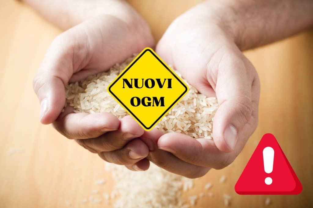 nuovi ogm riso italia.jpg