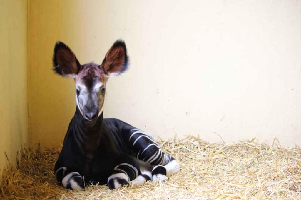 okapi.jpg