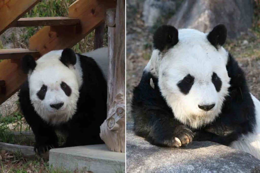 panda Tan Tan.jpg
