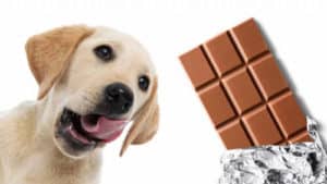 perchE cioccolato cani motivo veleno v3 573357 1280x720 1 500x281.jpg