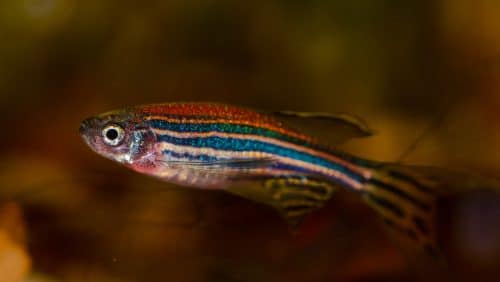 pesce 1 500x282.jpg
