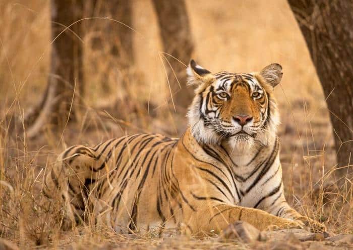 photograph of bengal tiger riddhi laying down in brown grass among trees paws out in front of her looking calm m.jpg