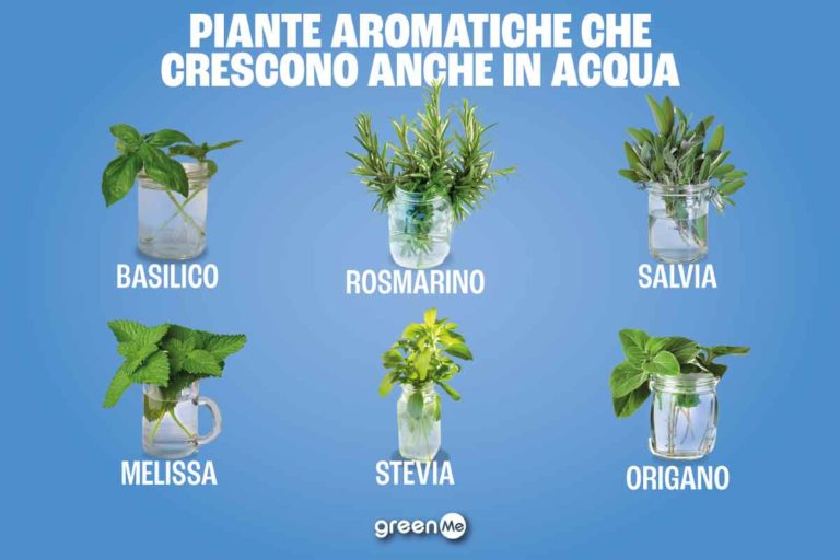 piante aromatiche acqua.jpg