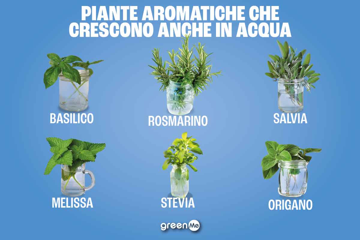 Queste erbe aromatiche possono essere coltivate anche in acqua 1 piante aromatiche acqua.jpg