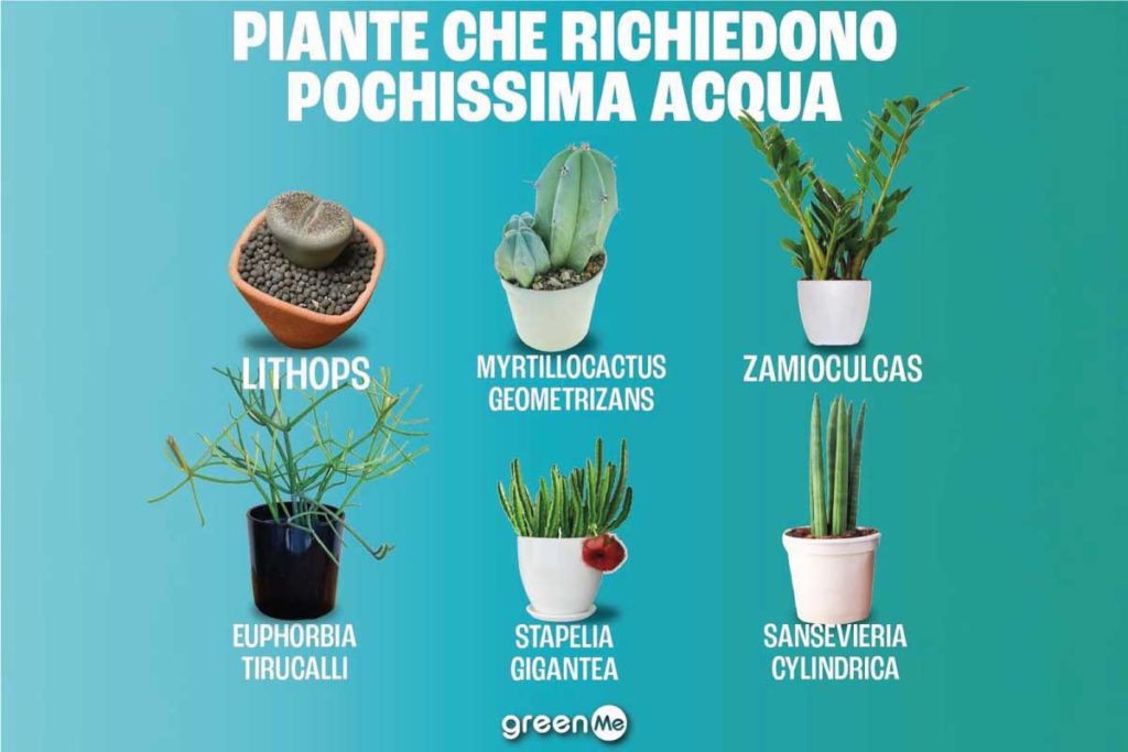 piante poca acqua.jpg