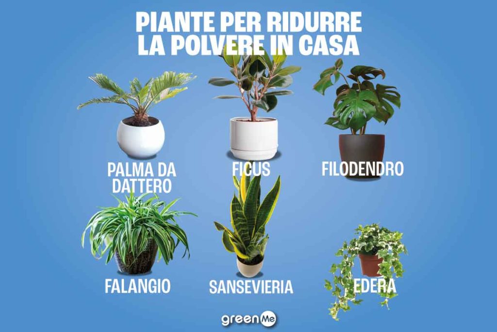 piantepolvere.jpg