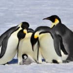 pinguini.jpg