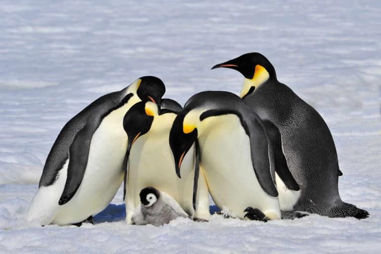 pinguini.jpg