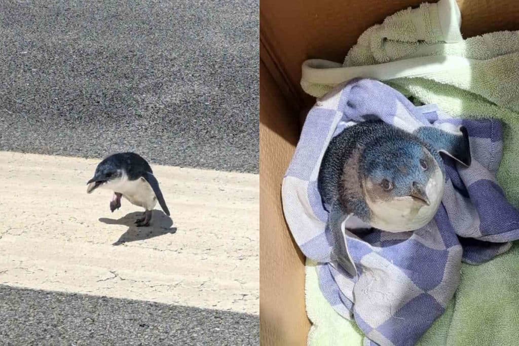 pinguino NZ.jpg