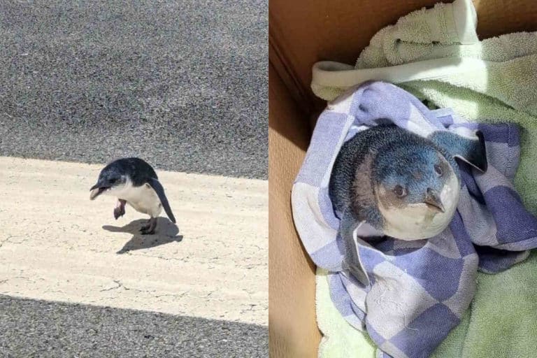 pinguino NZ.jpg