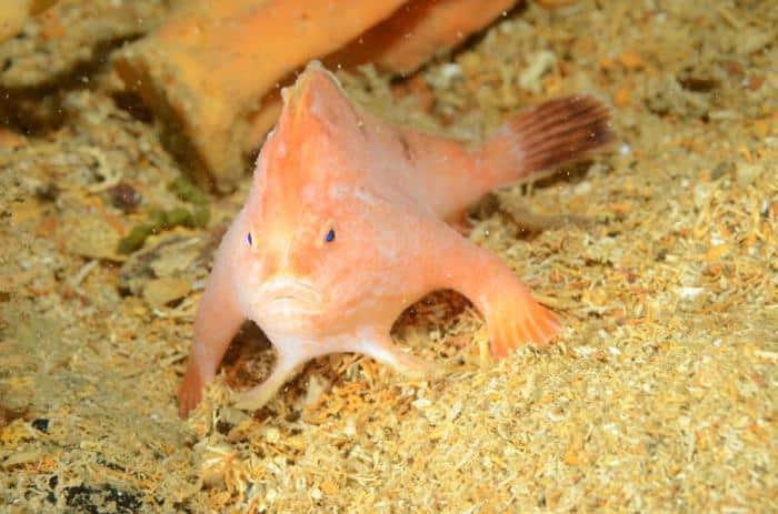 pink handfish m.jpg