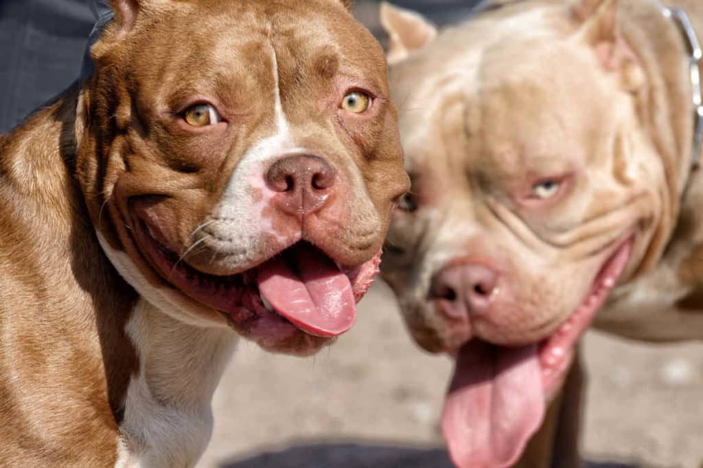 pitbull.jpg