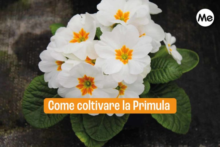 primula 2.jpg