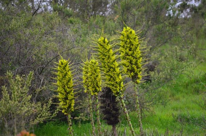 Puya chilensis: la pianta carnivora delle Ande 1 puya chilensis m.jpg