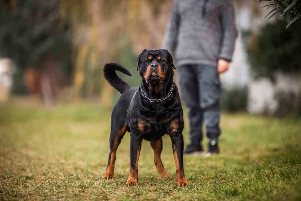 rottweiler.jpg