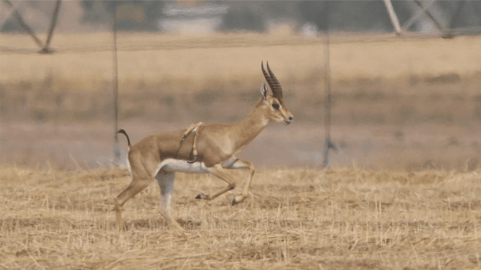 Gazzella con Arti Extra: Una Storia di Sopravvivenza 1 six legged gazelle m.png