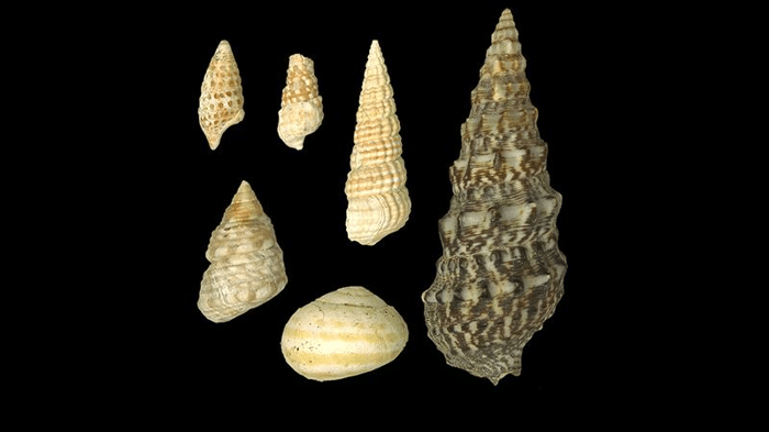 snail shells m.png