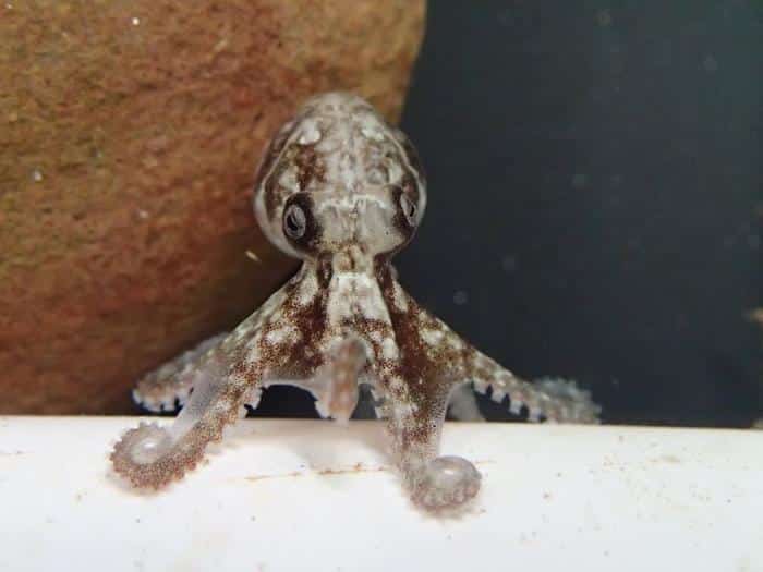 southern keeled octopus m.jpg