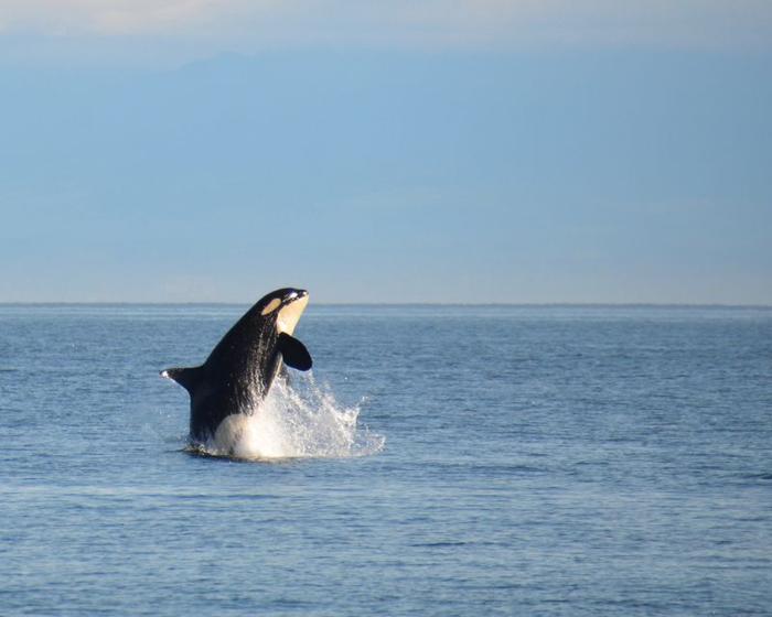southern resident killer whale m.jpg