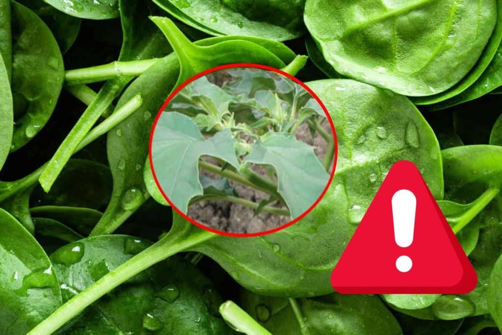 spinaci contaminati stramonio.jpg