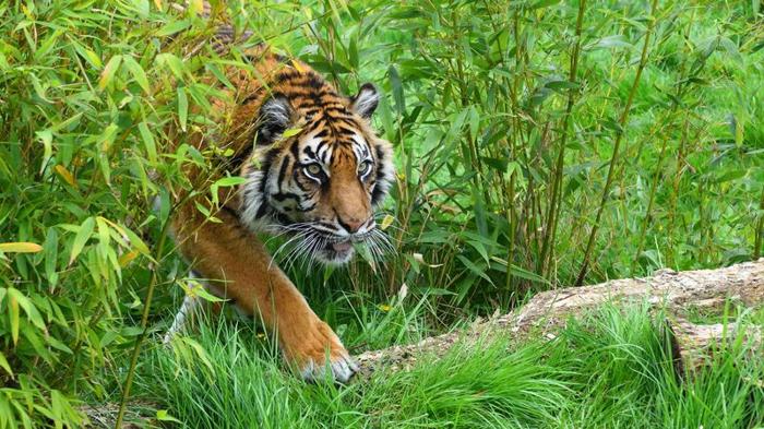 sumatran tiger in grass m.jpg